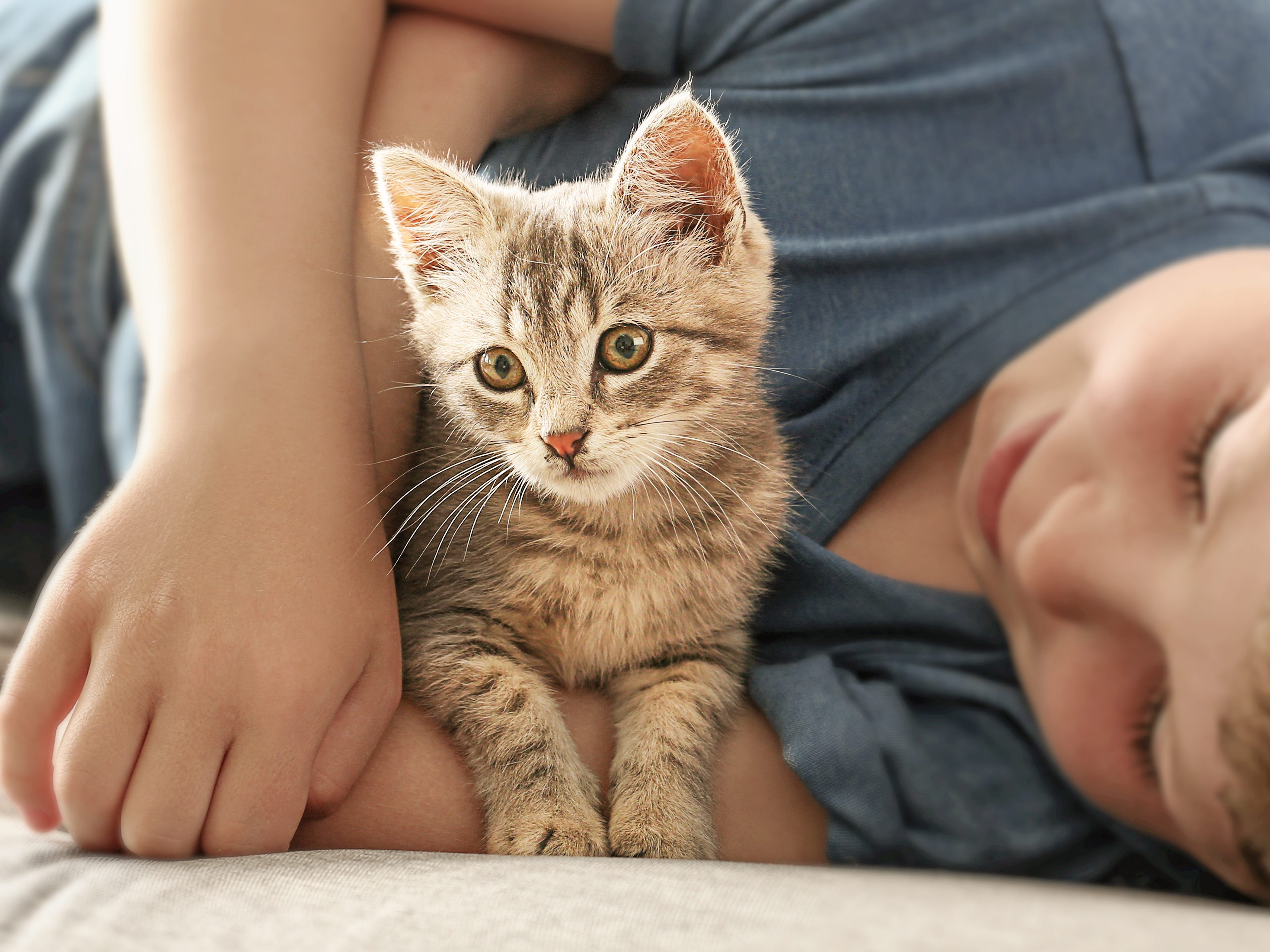 Kitten being cuddled by a young boy on a grey sofa