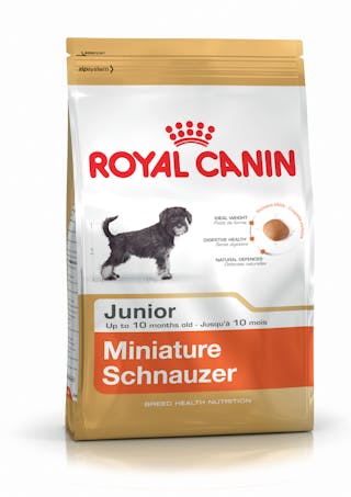Miniature Schnauzer Junior