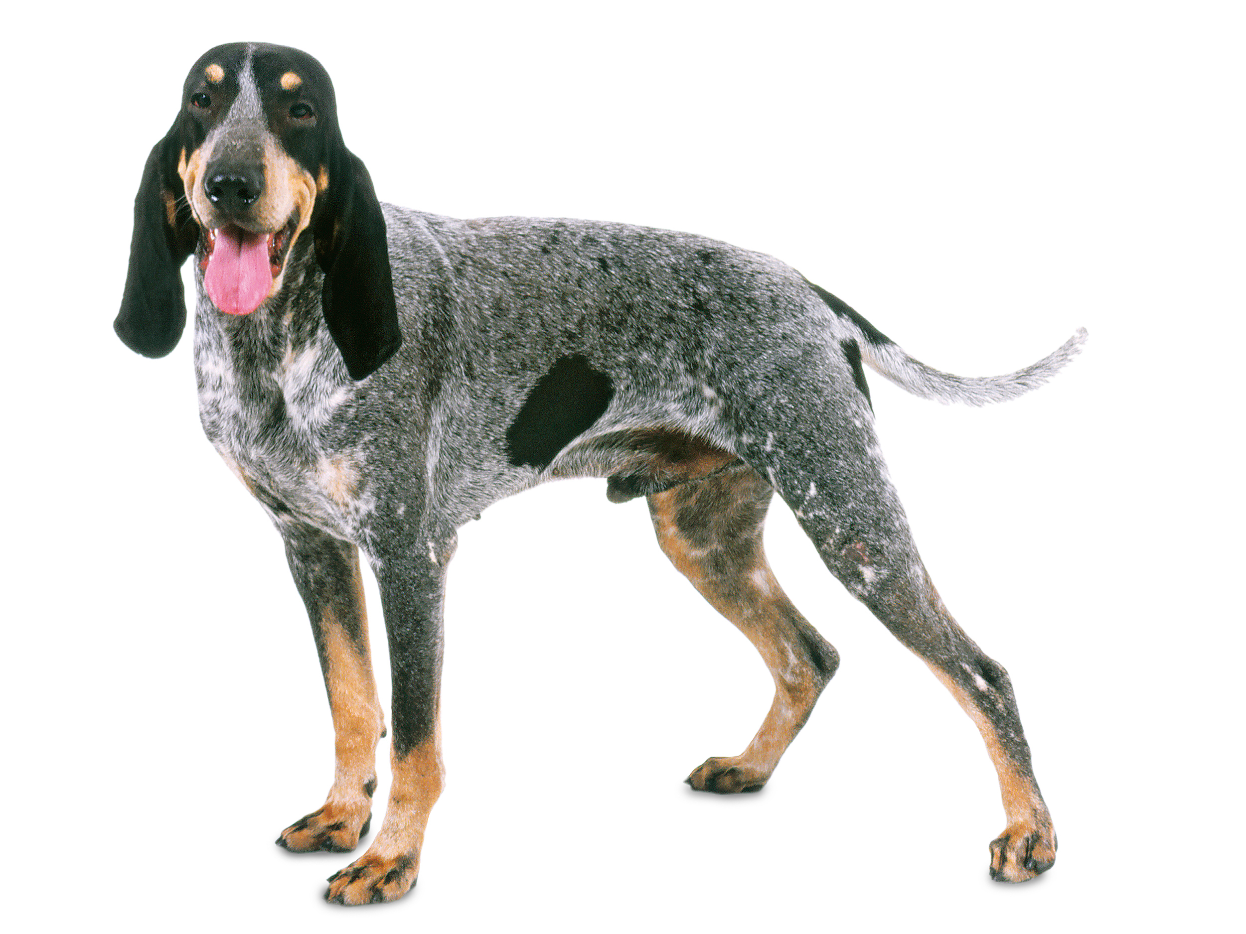 犬種ライブラリー ロイヤルカナン