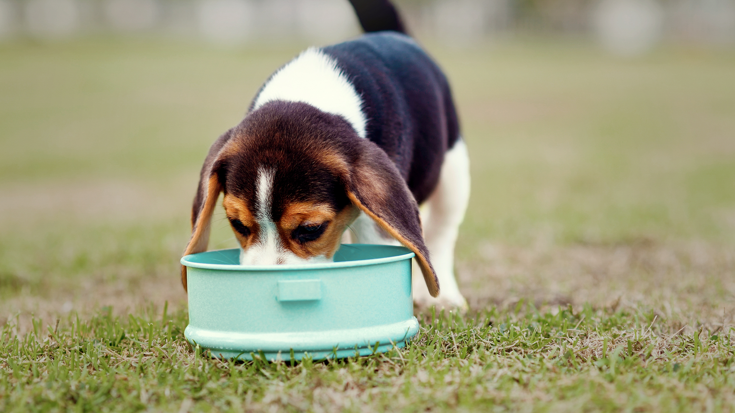 Cachorro de Beagle de pie al aire libre en un jardín comiendo de un tazón pequeño.