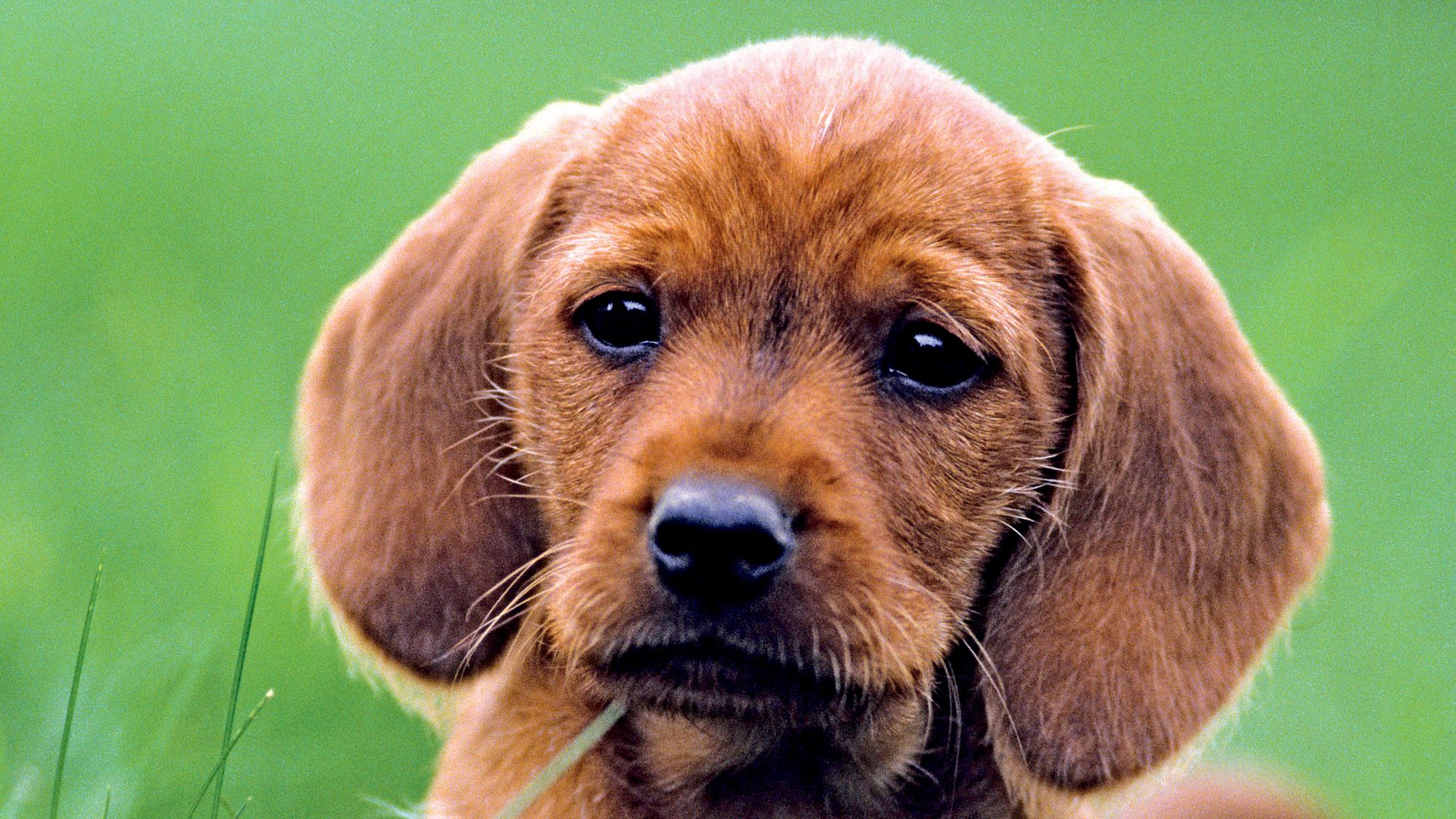 Close up of a Basset Fauve de Bretagne puppy