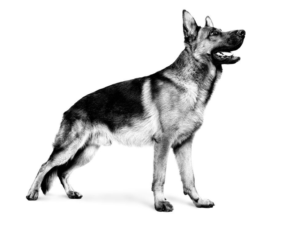 Side view of German Shepherd looking up in black and white