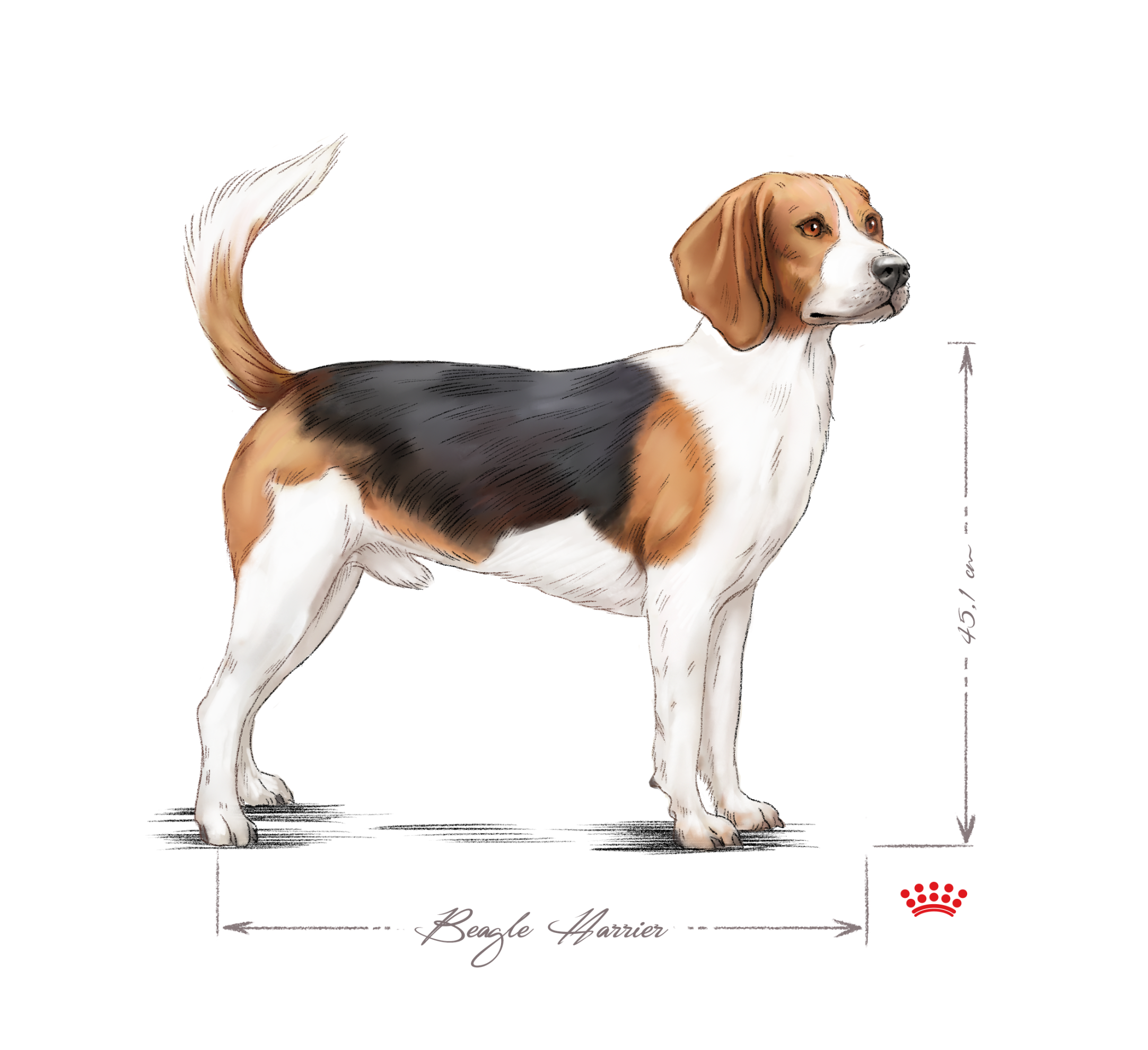 Beagle Harrier in bianco e nero