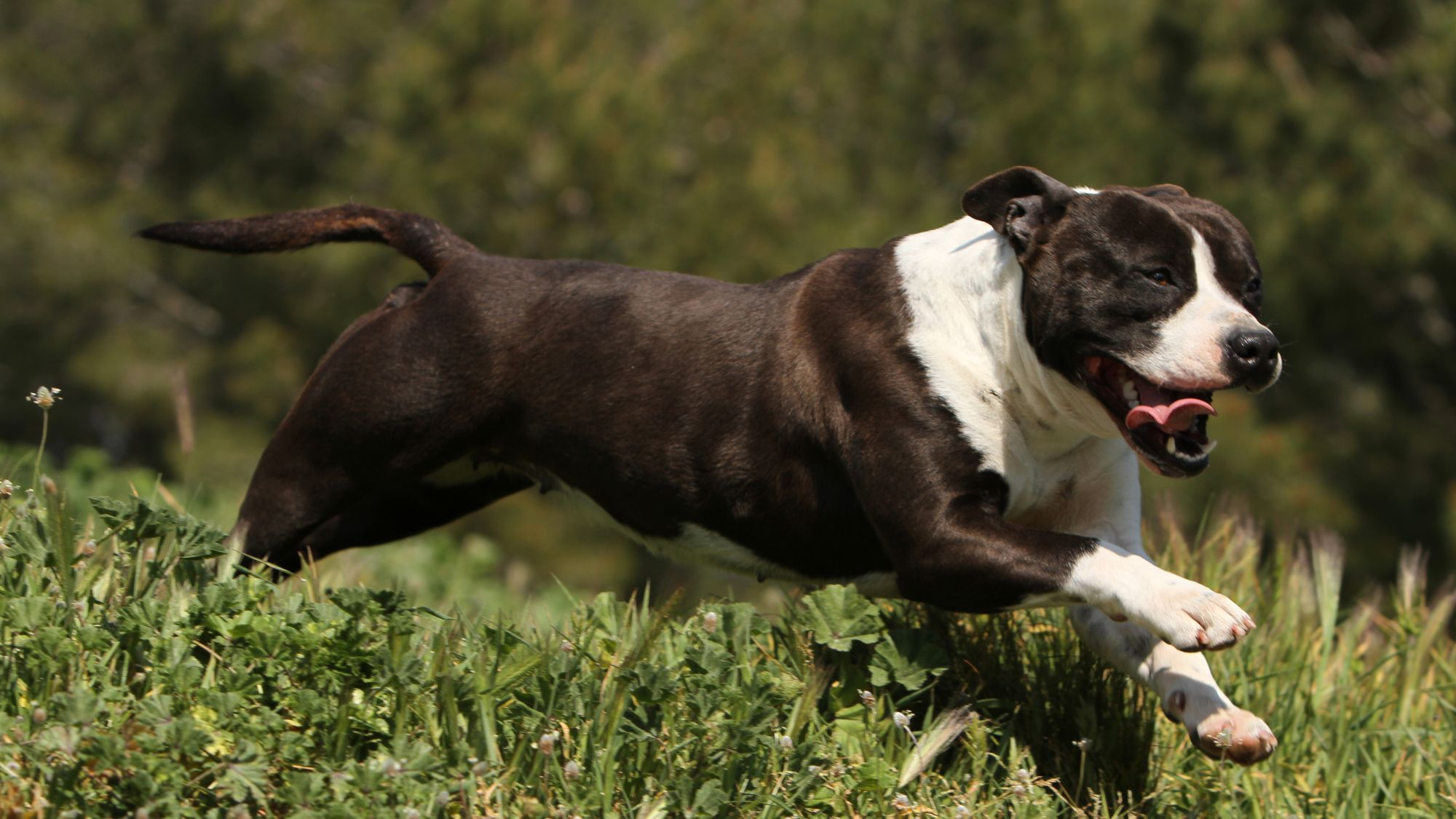 American Staffordshire Terrier running through grass