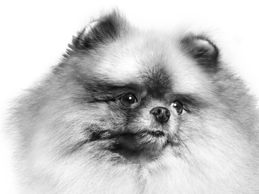 Close-up of Pomeranian in black and white