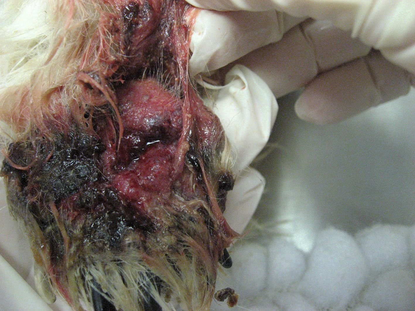 Pododemodicosis can be very uncomfortable, making deep scrapings difficult.