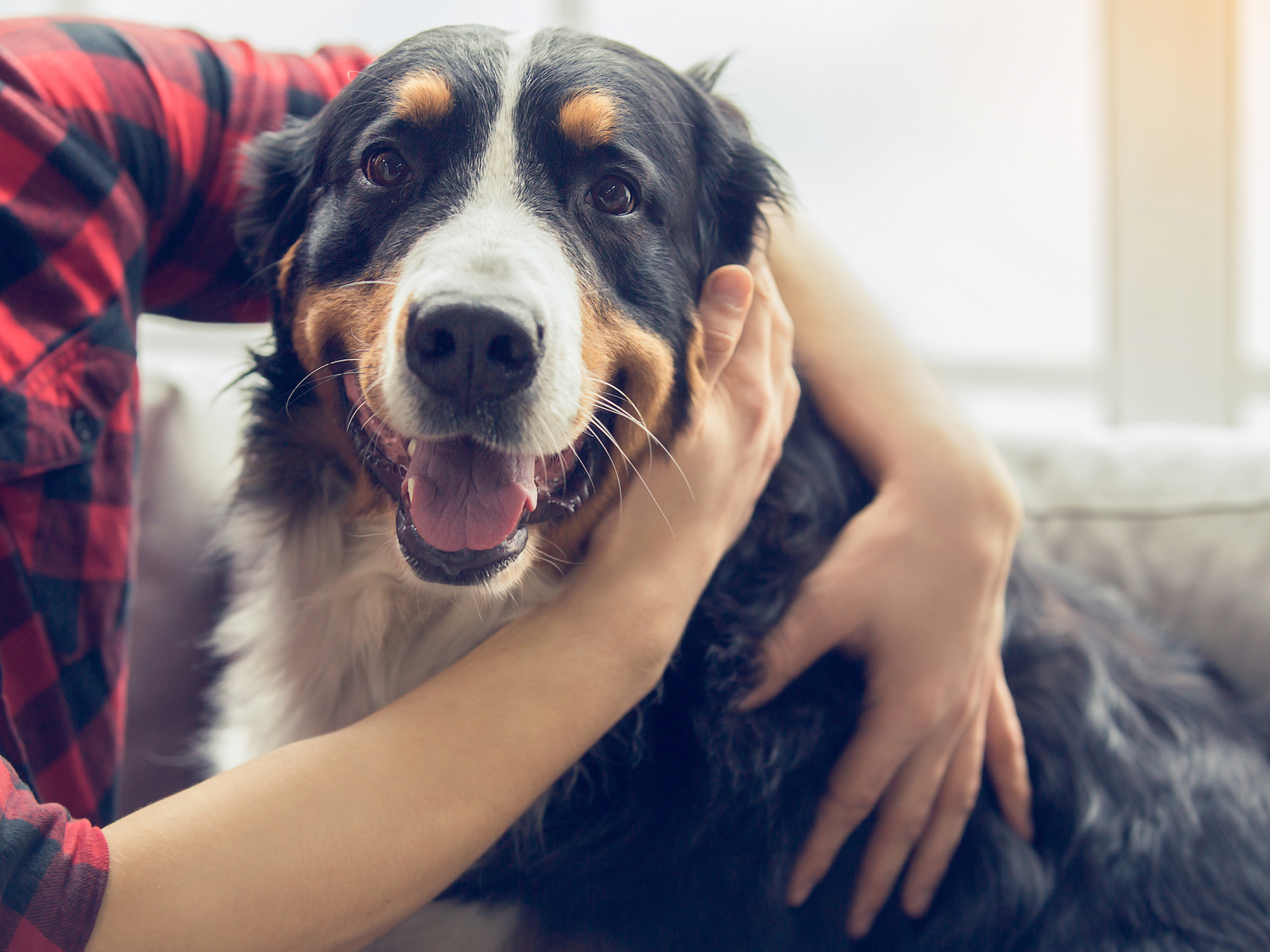 personne avec un chien à la maison