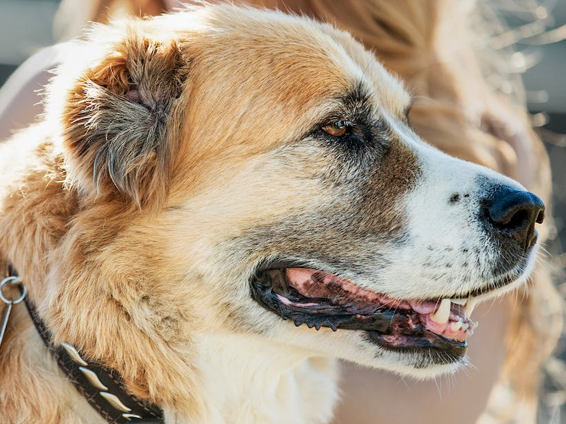 Ageing dog standing outdoors with a woman.