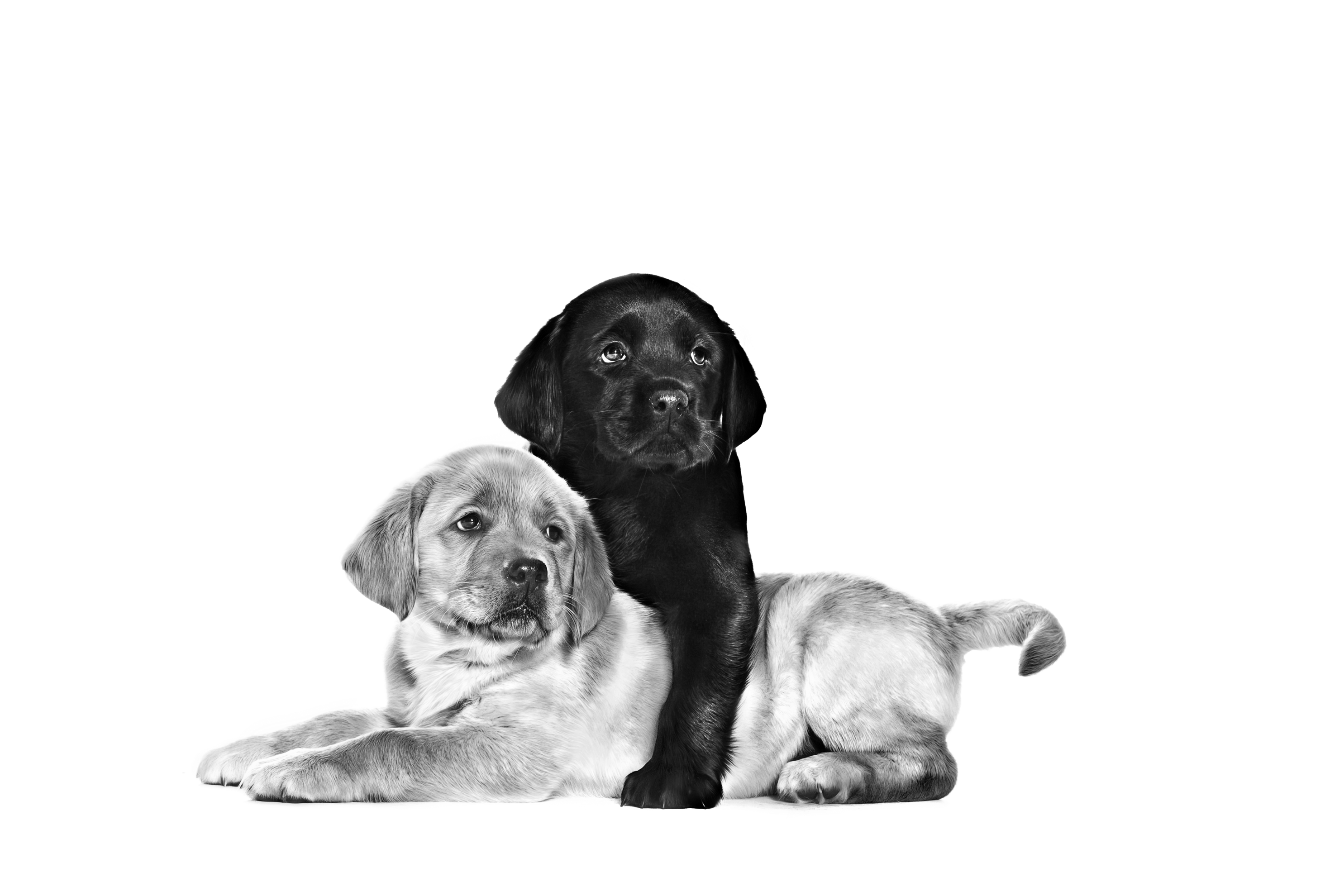 Black and golden Labrador Retriever puppies lying down together in black and white on a white background