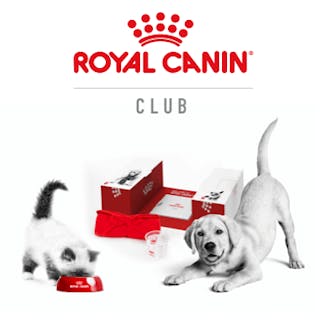 Poids Ideal Du Chat Adulte Royal Canin