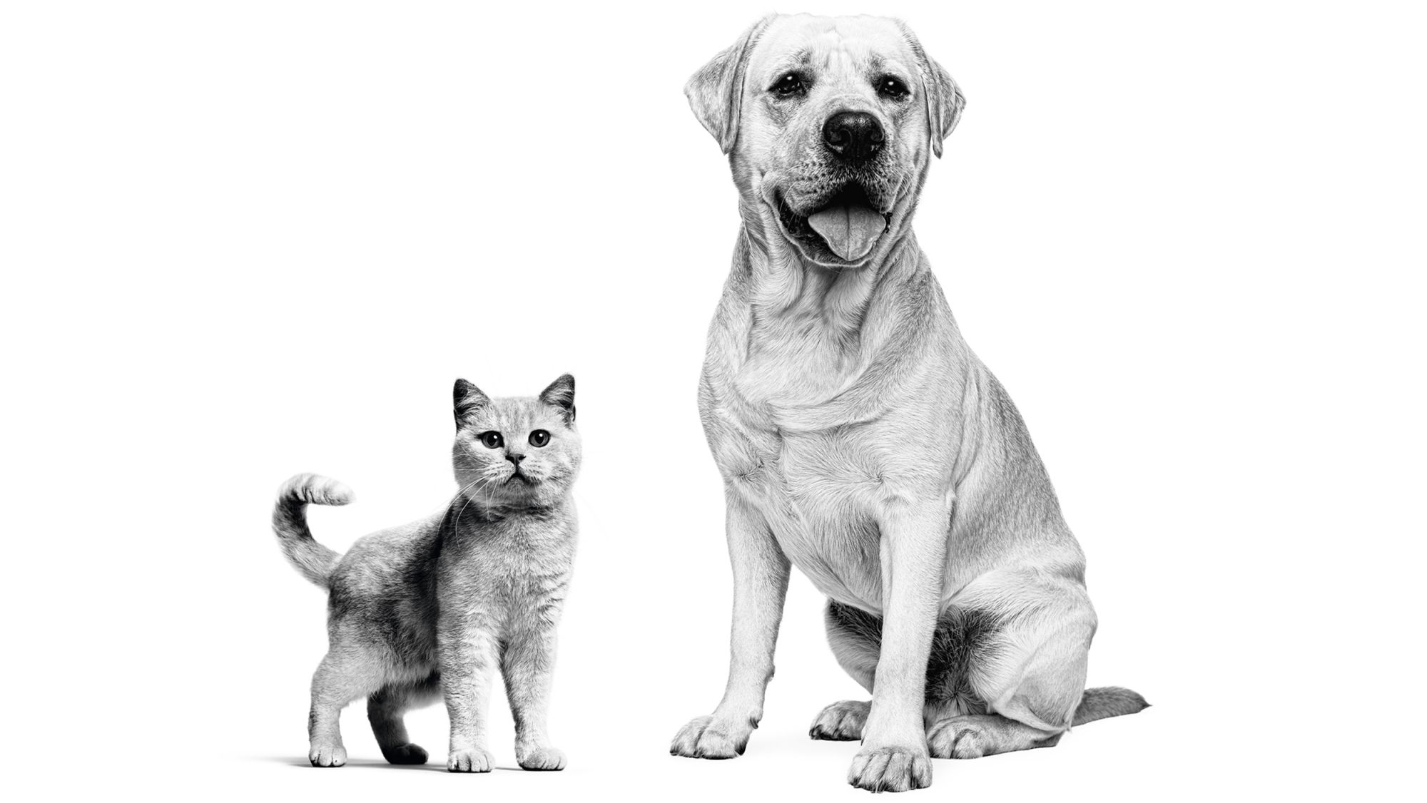 Yetişkin Labrador ve yetişkin British Shorthair, siyah beyaz