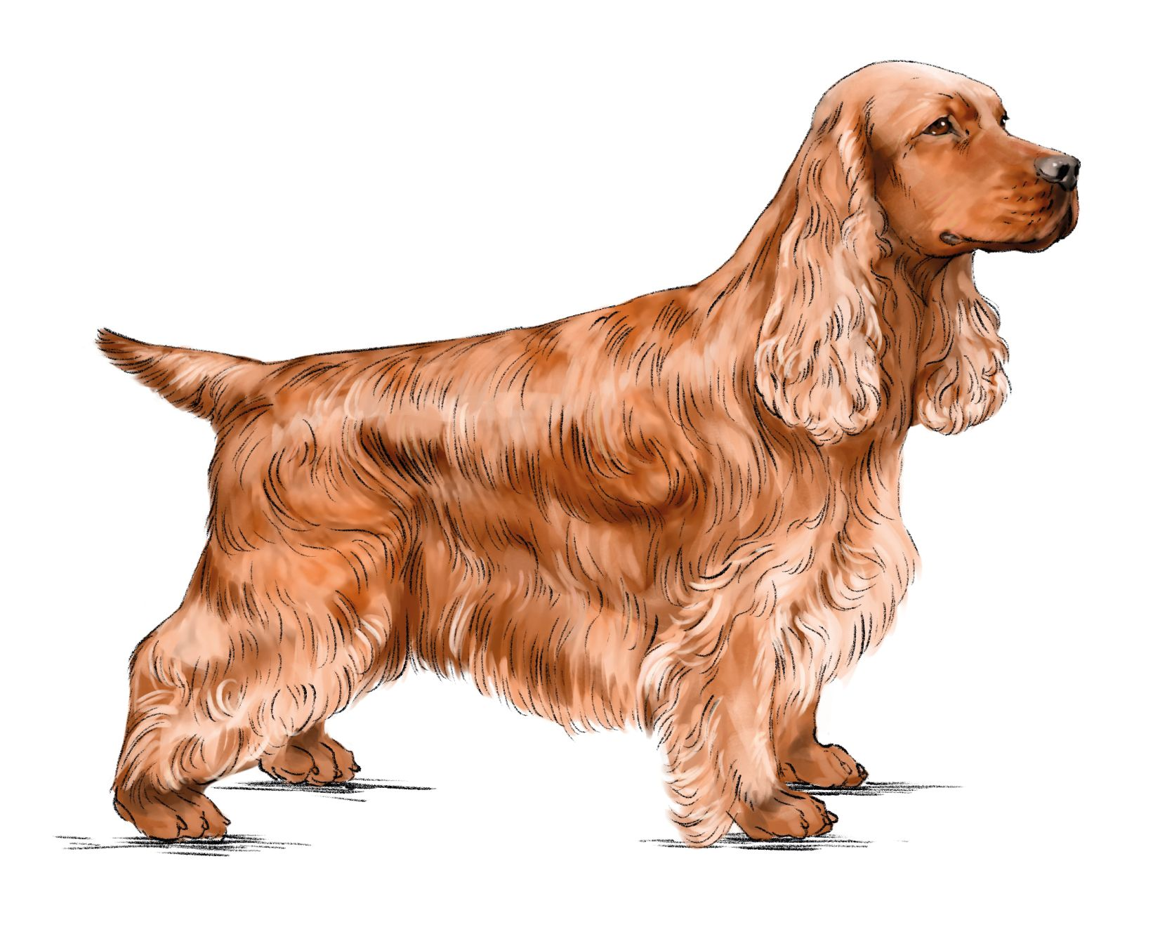 Illustration of standing English Cocker Spaniel