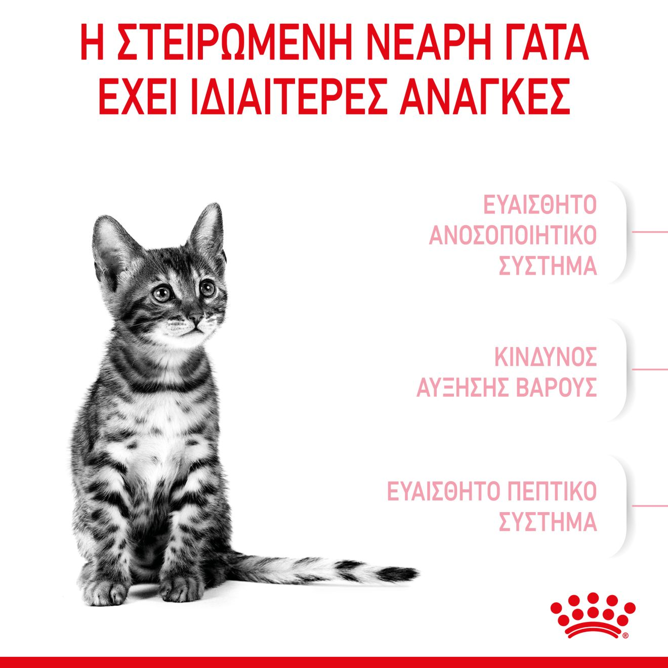 KITTEN STERILISED 