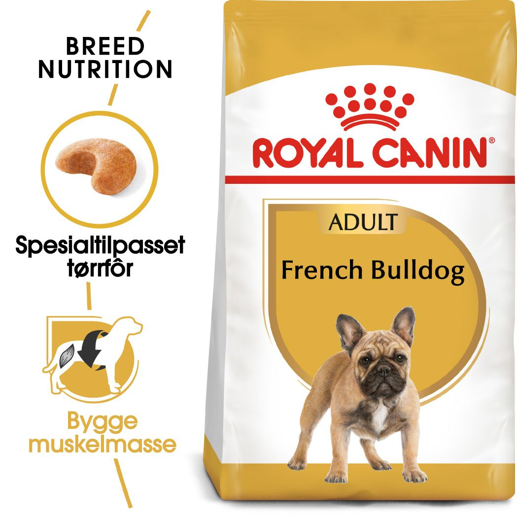 French Bulldog Adult