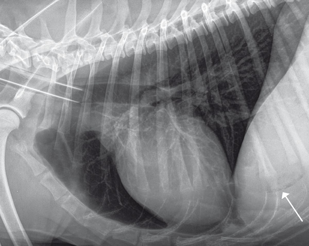 A lateral radiograph of a dog’s thorax and anterior abdomen; there is gas in the gallbladder (arrowhead) due to emphysematous cholangitis.