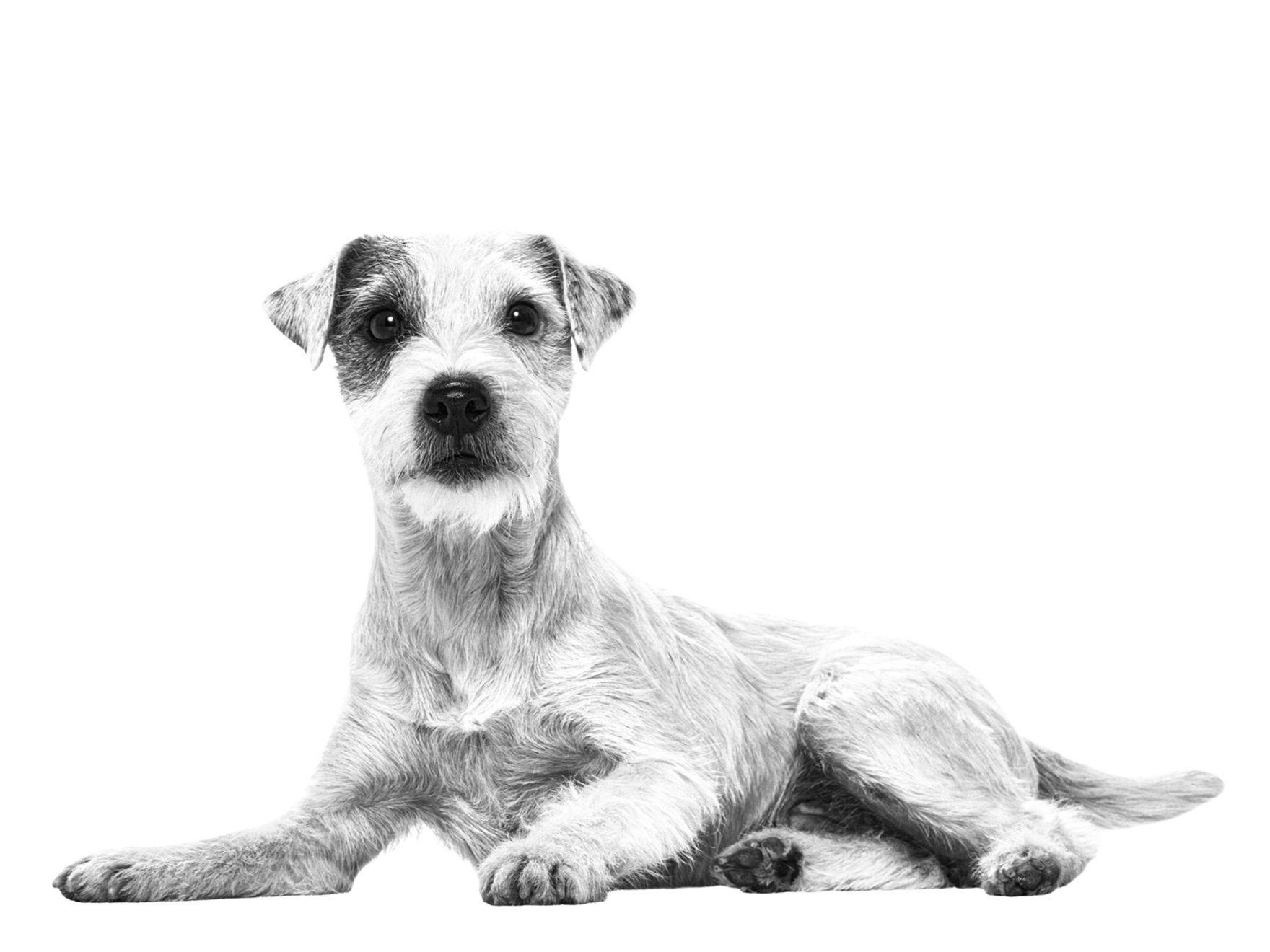 Jack Russell terrier adult