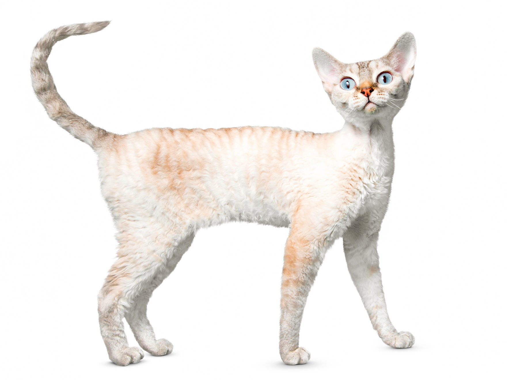Devon Rex adult standing