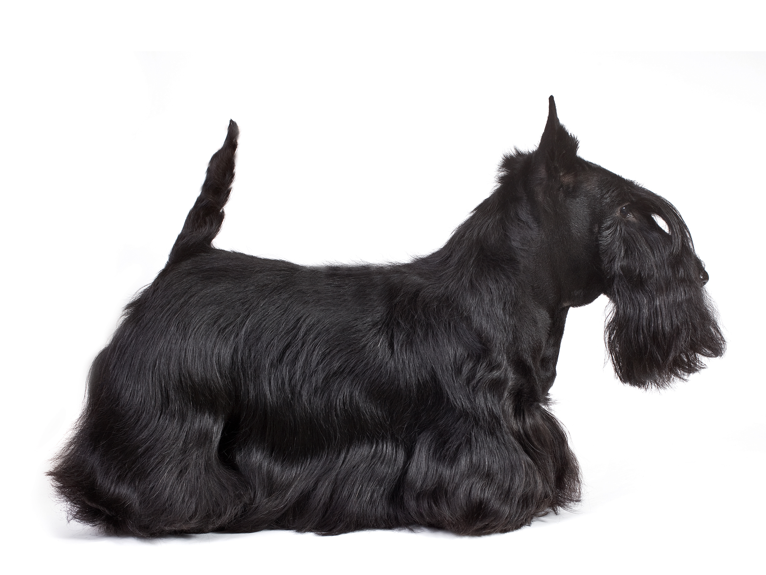 black and white scottish terrier adult 