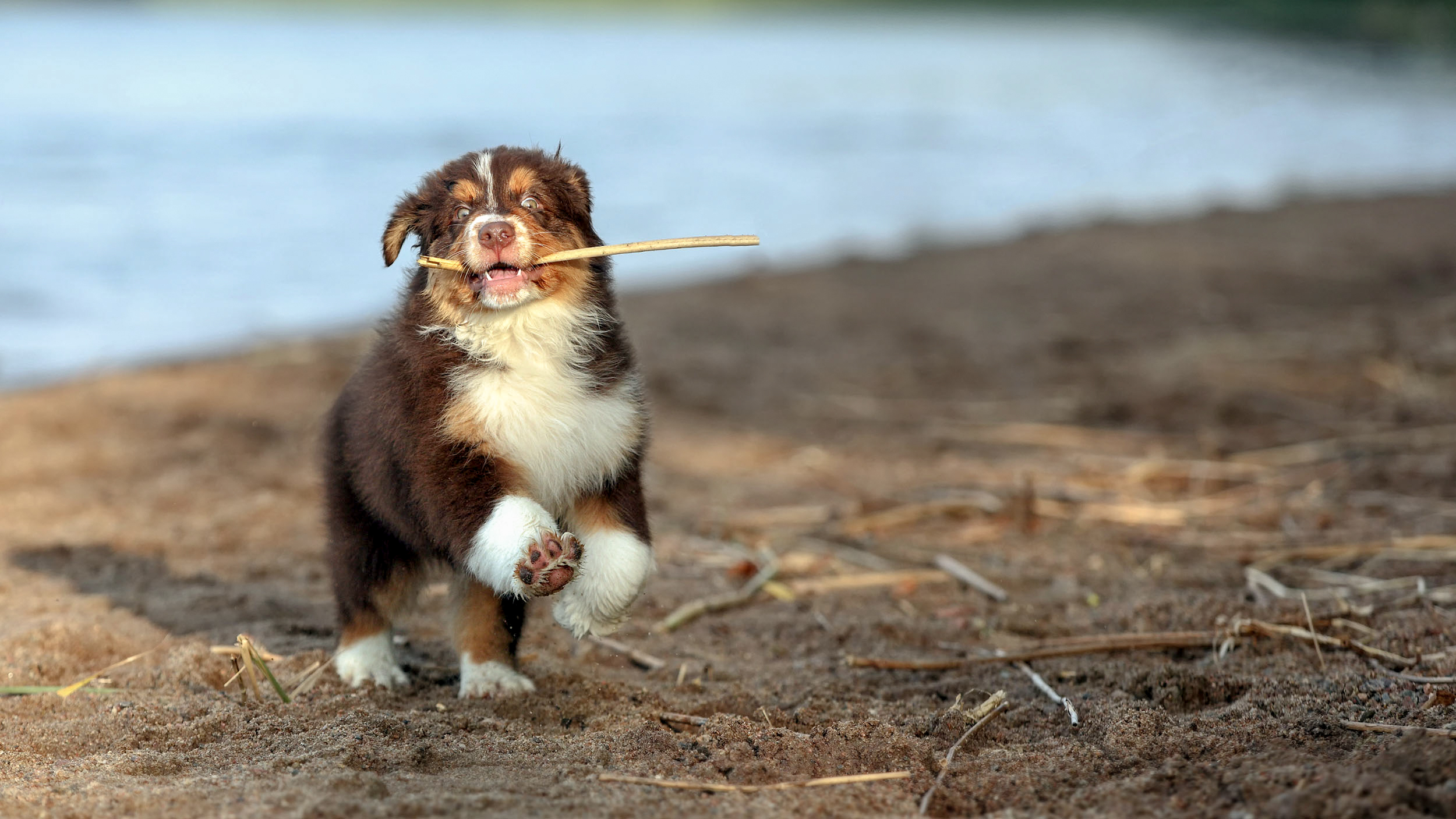 Puppy loopt langs de rand van een meer met een stok.