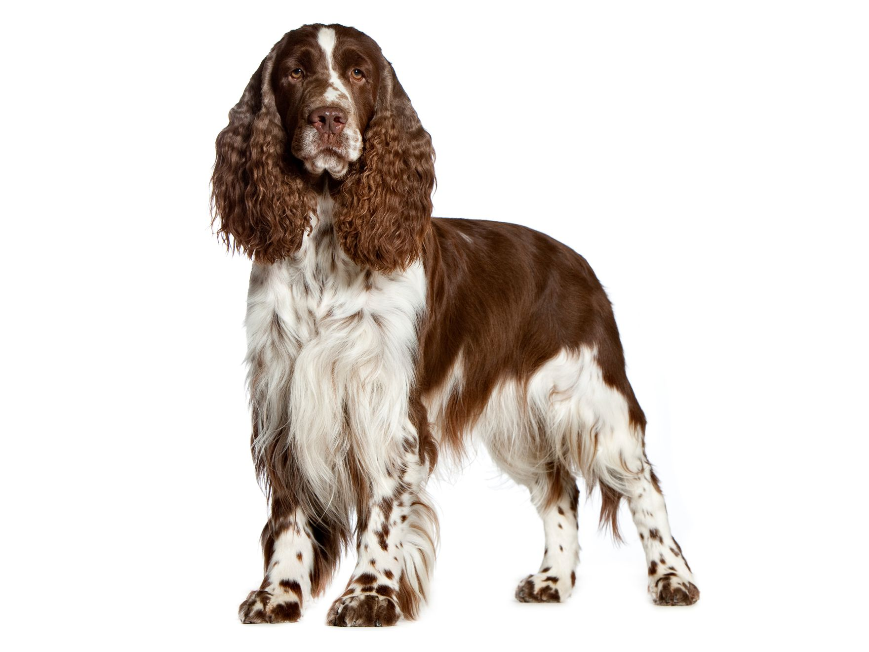 Royal canin 2025 springer spaniel