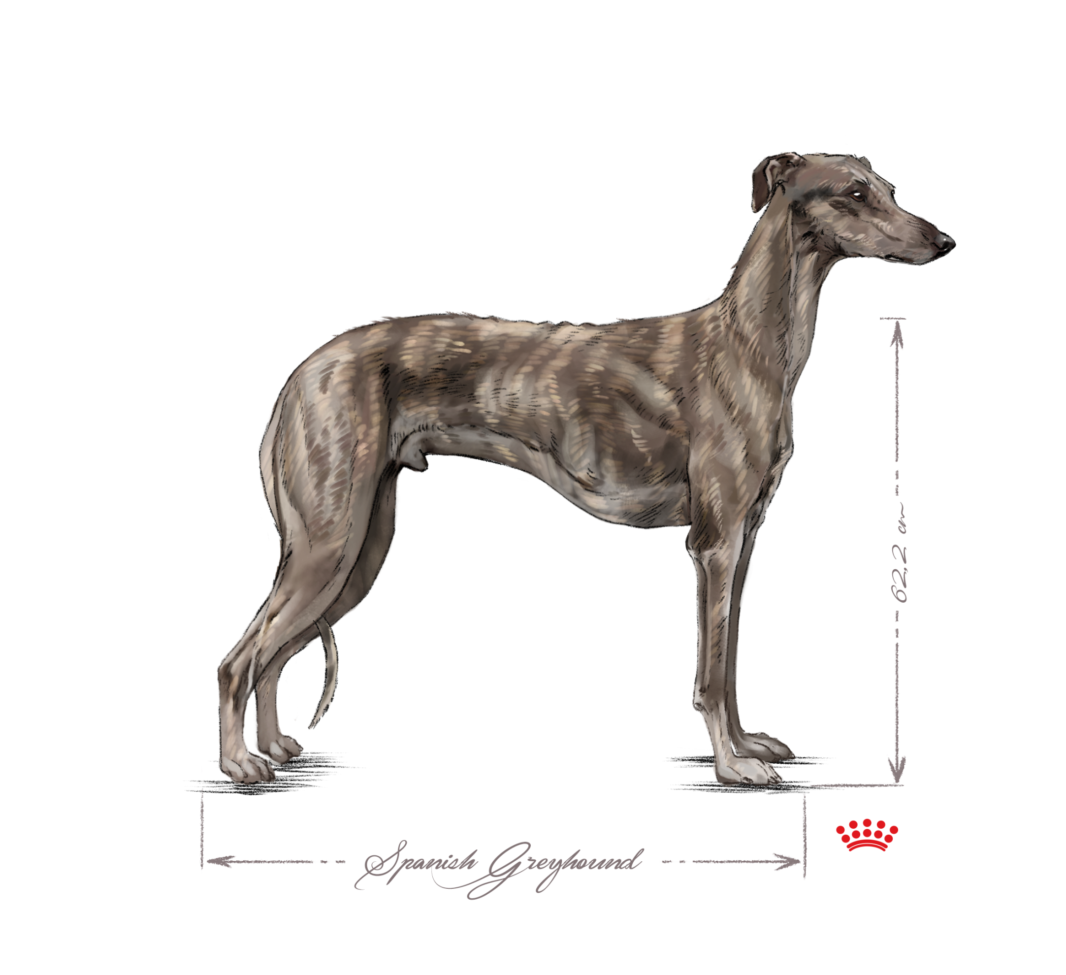 black and white spanish greyhound adult