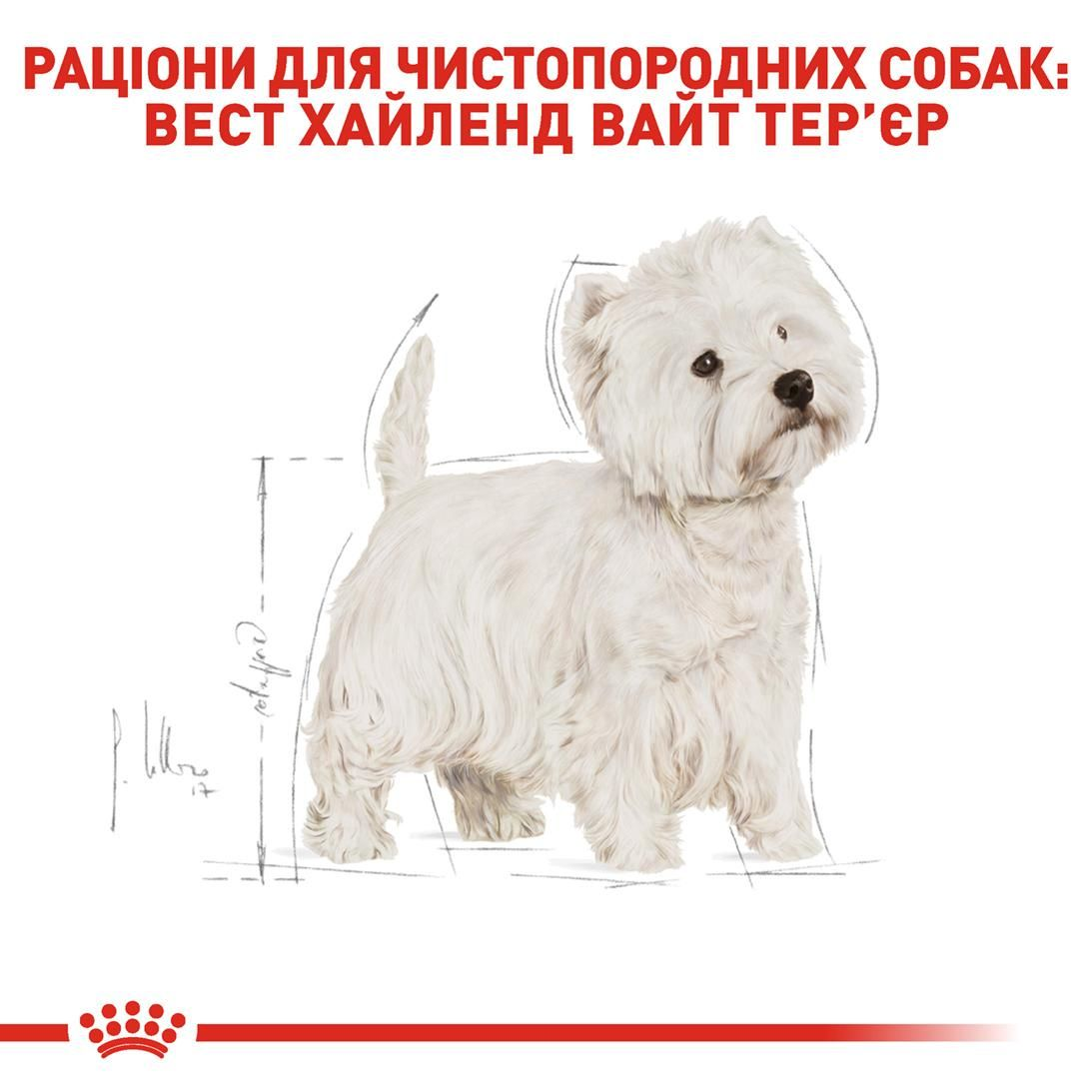 West Highland White Terrier Adult
