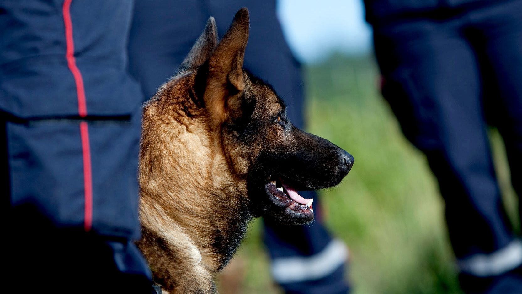 Side view of German Shepherd with legs of police officers in background