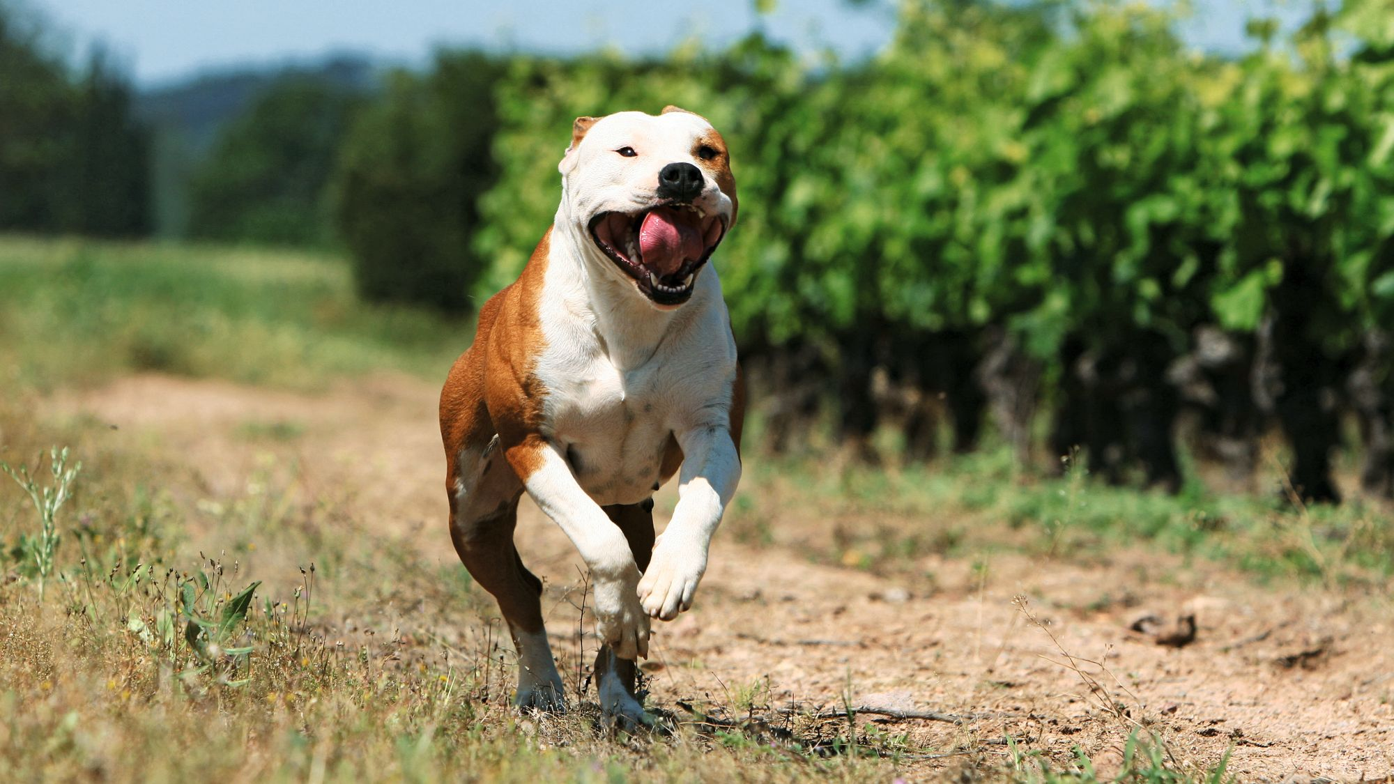 American Staffordshire Terrier running towards camera with tongue out