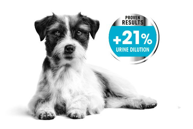 Royal canin urinary care cheap dog