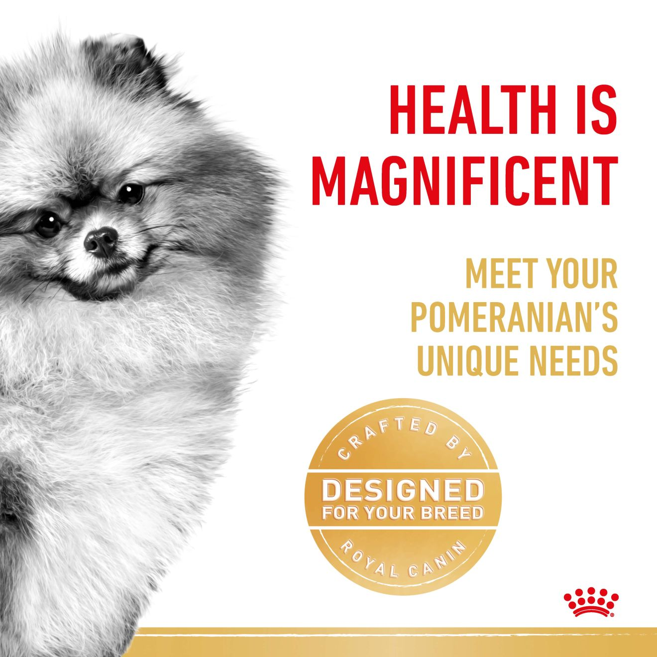 Pomeranian Adult