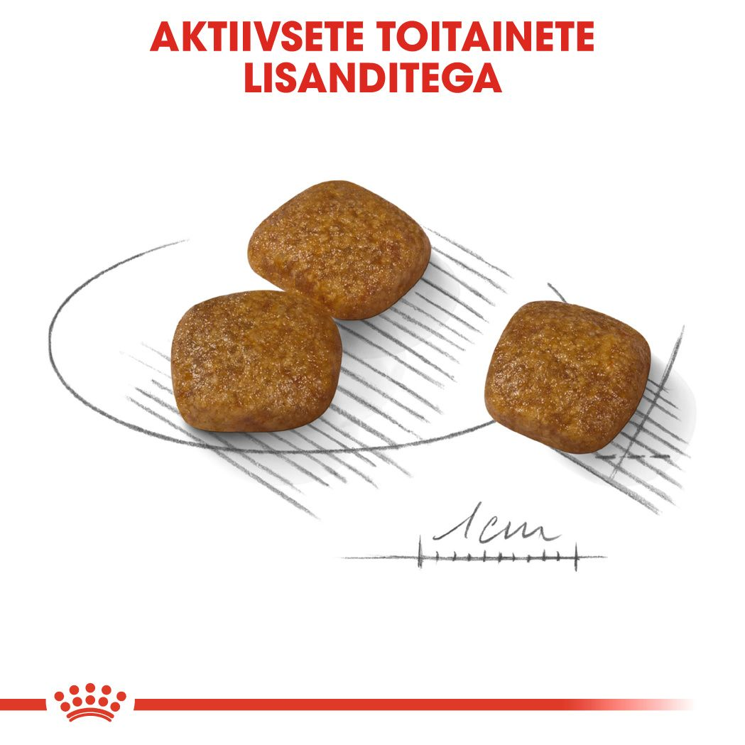 Royal Canin Mini Urinary Care kuivtoit