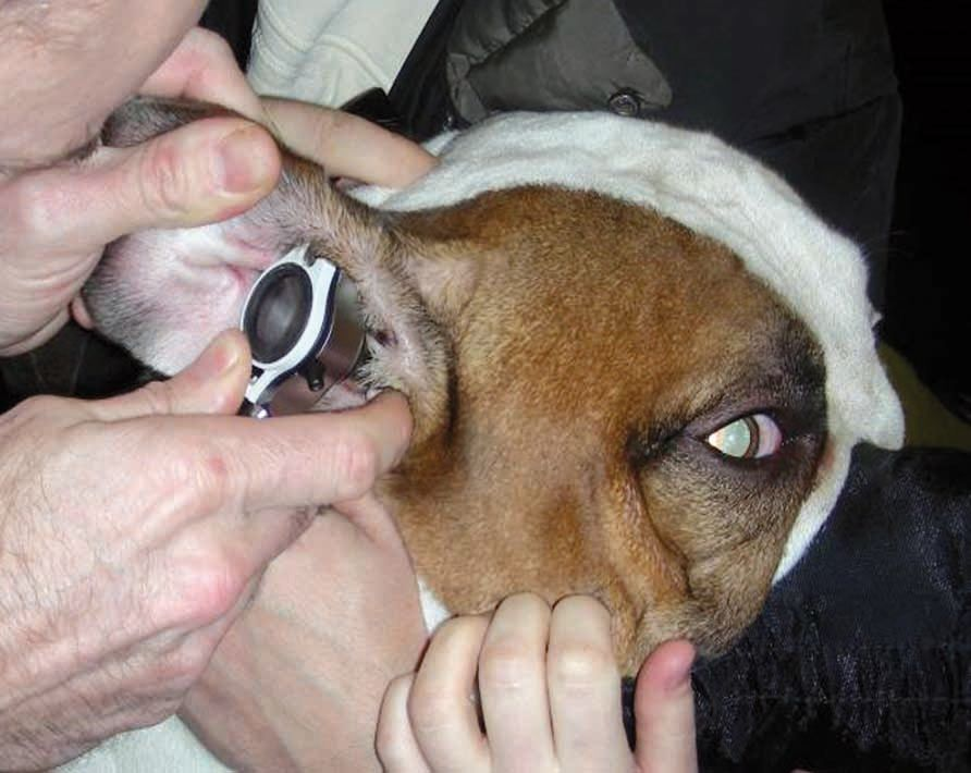 Performing careful open otoscopy to allow visualization of the external ear canal.