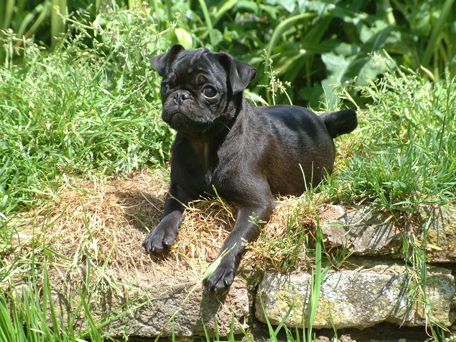 Two Pugs standing facing camera on a rock