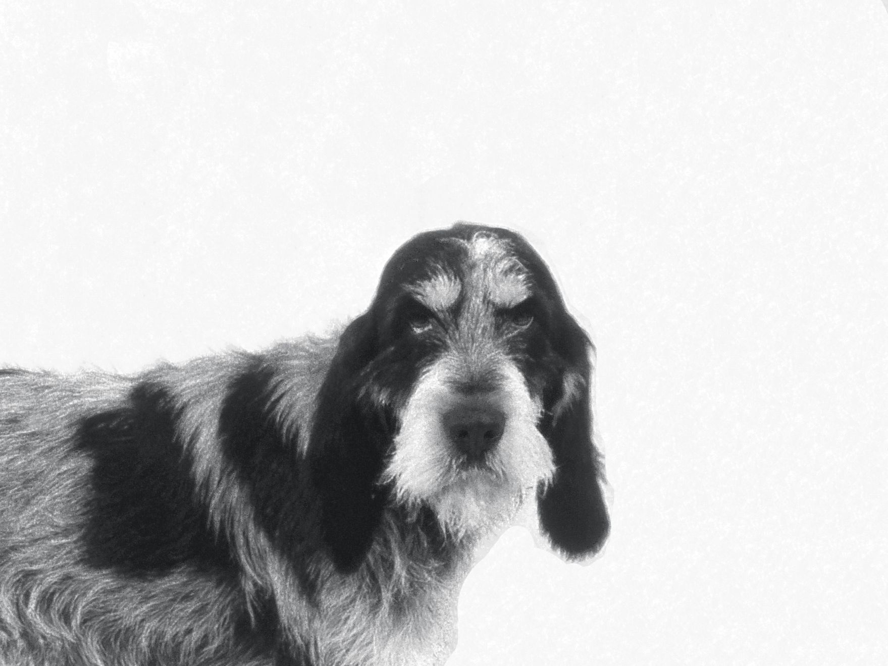 griffon-bleu-de-gascogne-bw-outdoor