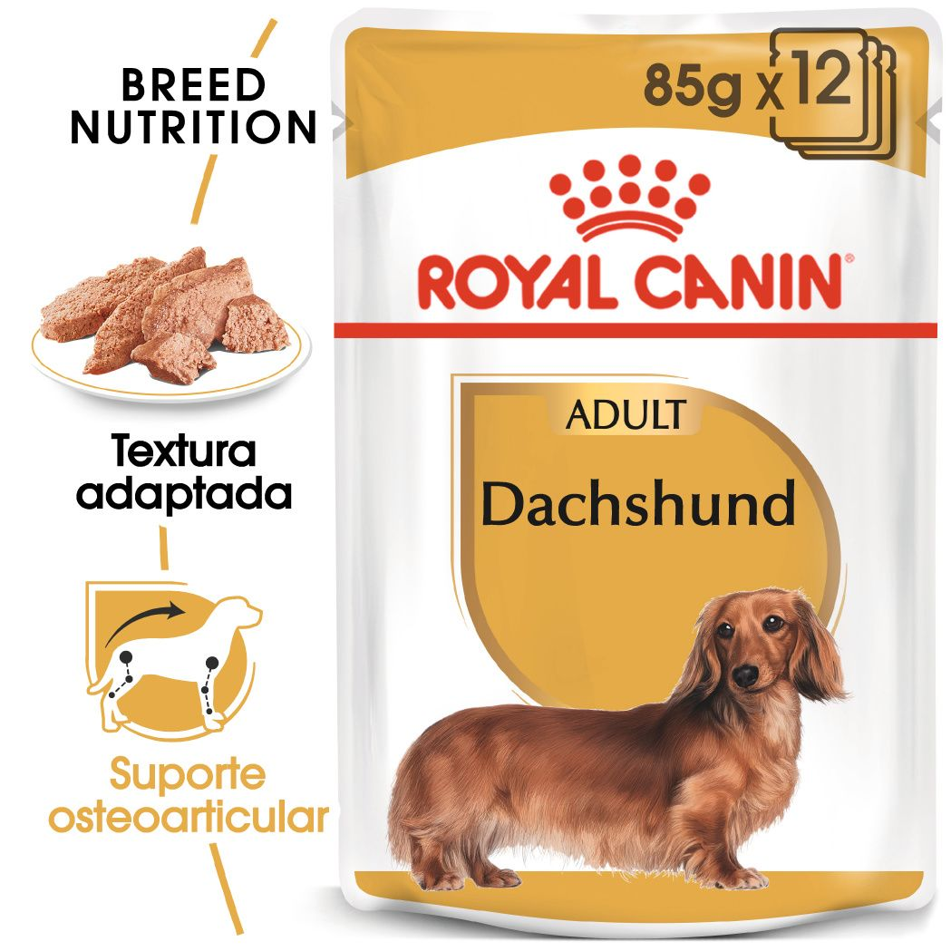 Dachshund