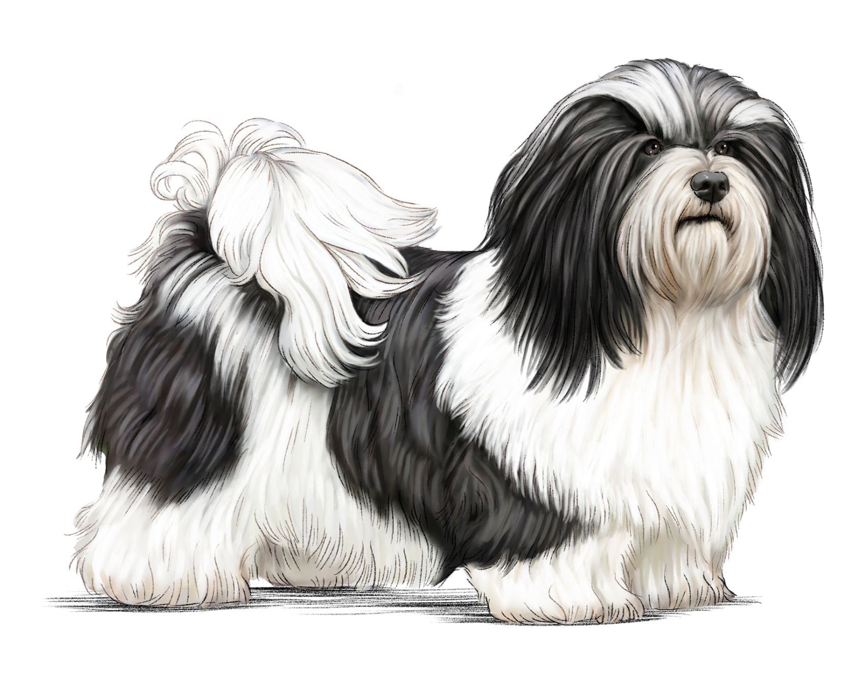 Illustration d'un bichon havanais en noir et blanc