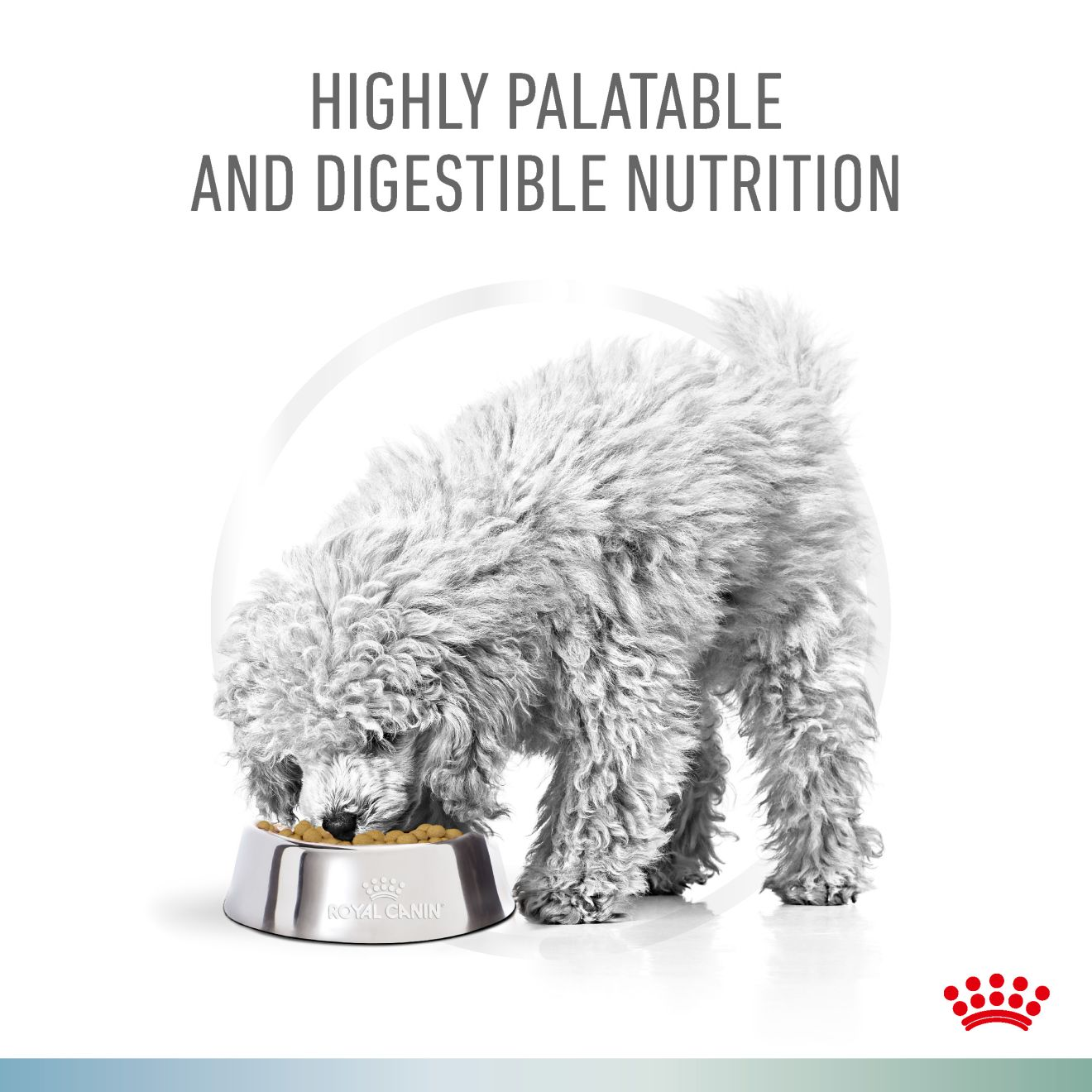 HYPOALLERGENIC + SATIETY