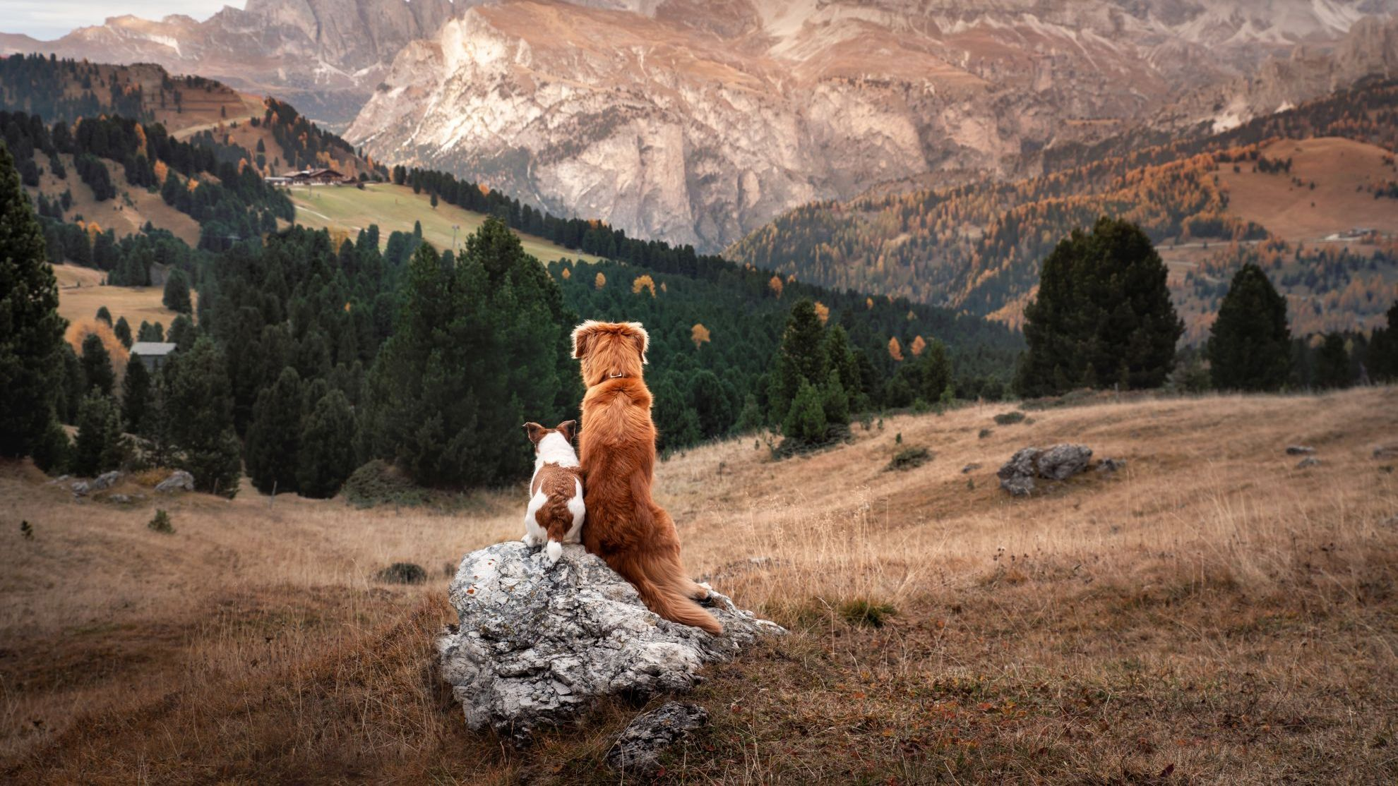 Nova Scotia Duck Tolling Retriever and Jack Russell Terrier together