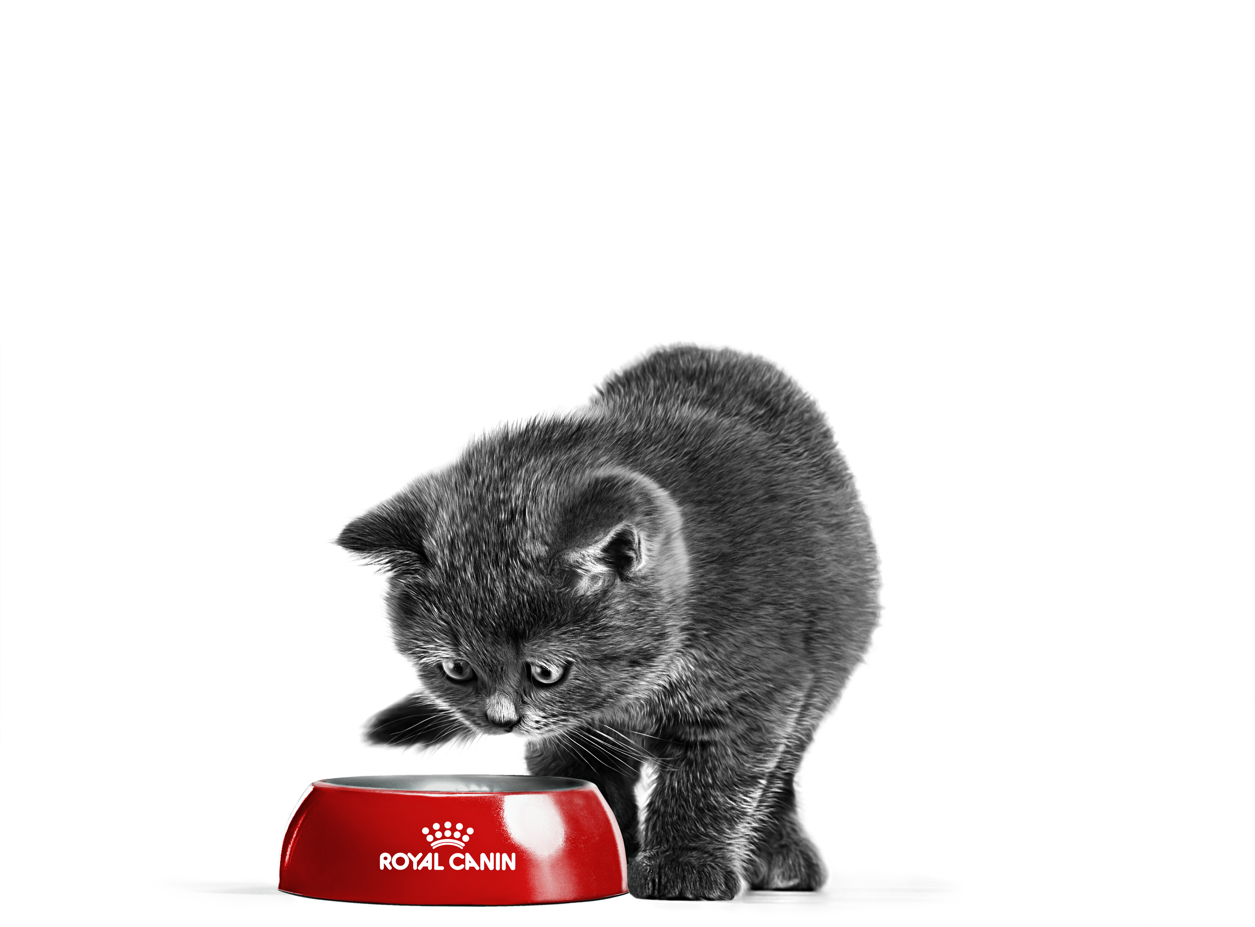British Shorthair kitten in black and white eating from a red bowl