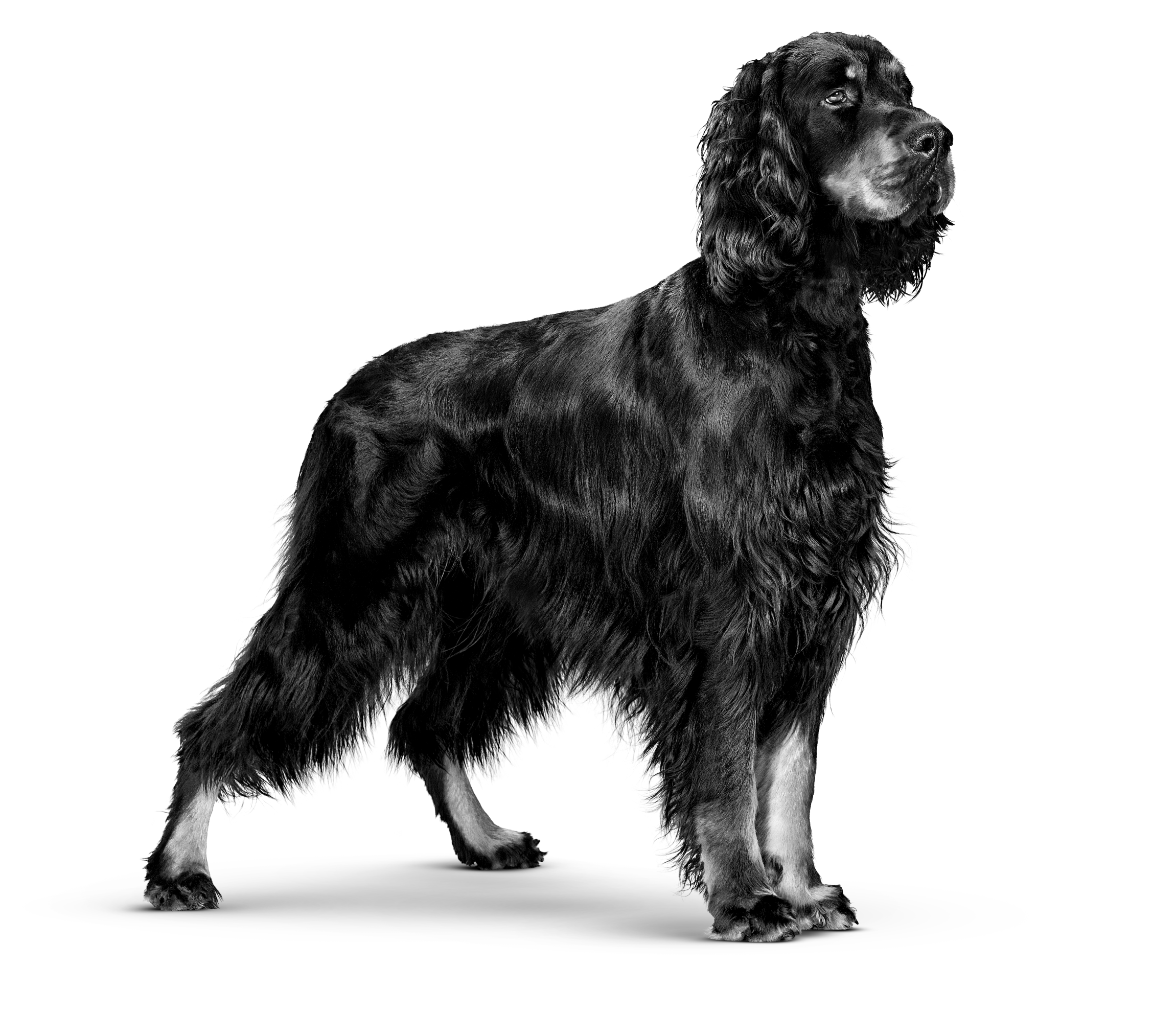 gordon-setter-adult-vet-vhn