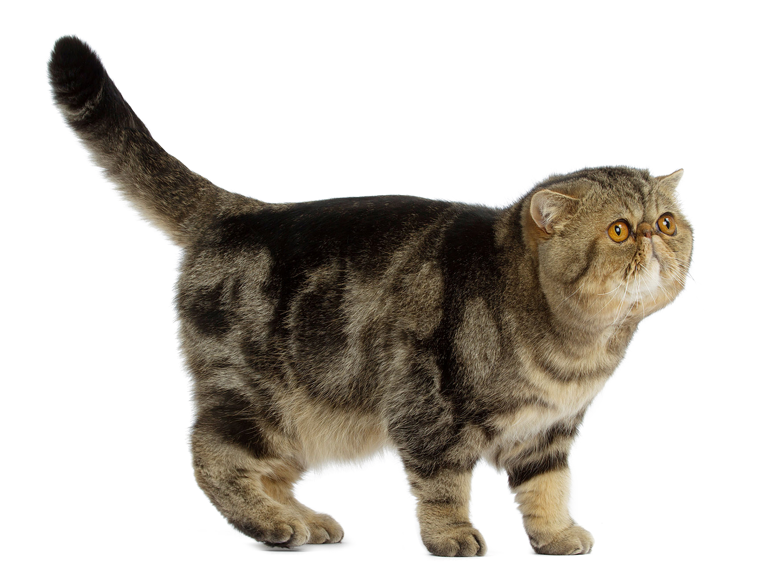 exotic-shorthair-adult-standing
