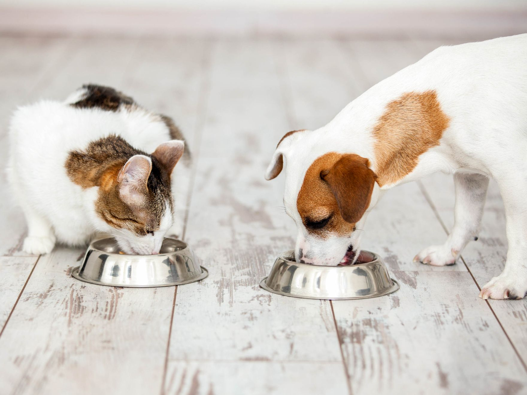 Kitten and puppy eating from bowls