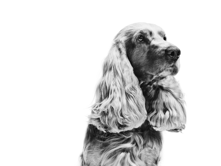 Black and white portrait of sitting English Cocker Spaniel