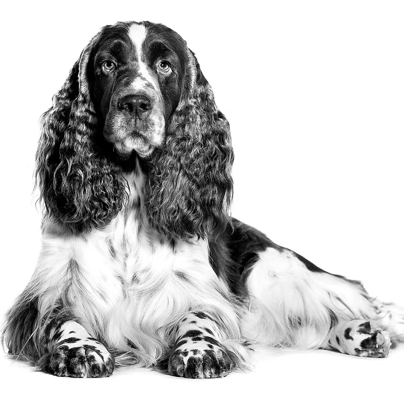 Springer Spaniel Inglese adulto sdraiato in bianco e nero su sfondo bianco