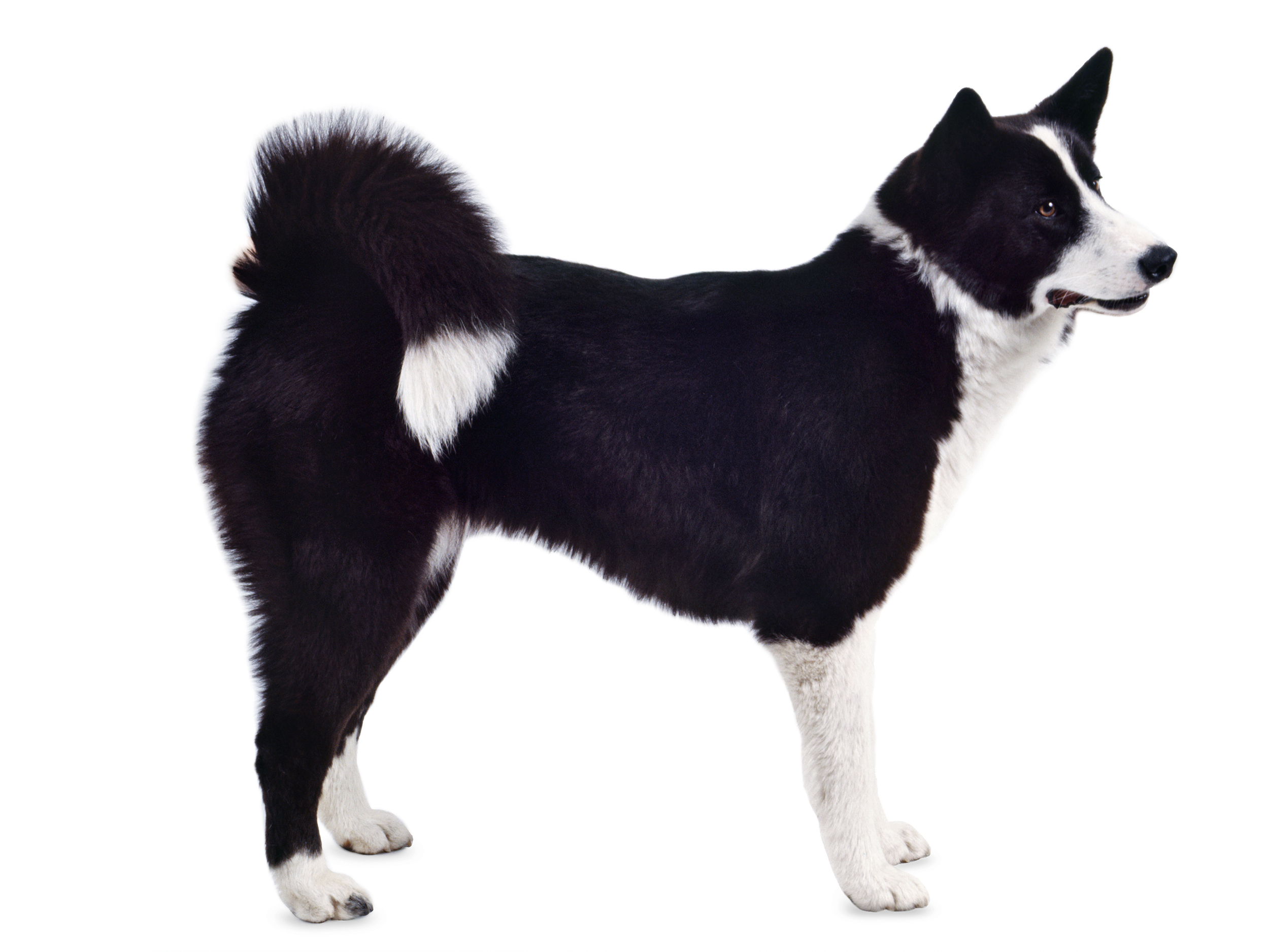 Enciclopedia Delle Razze Canine Royal Canin