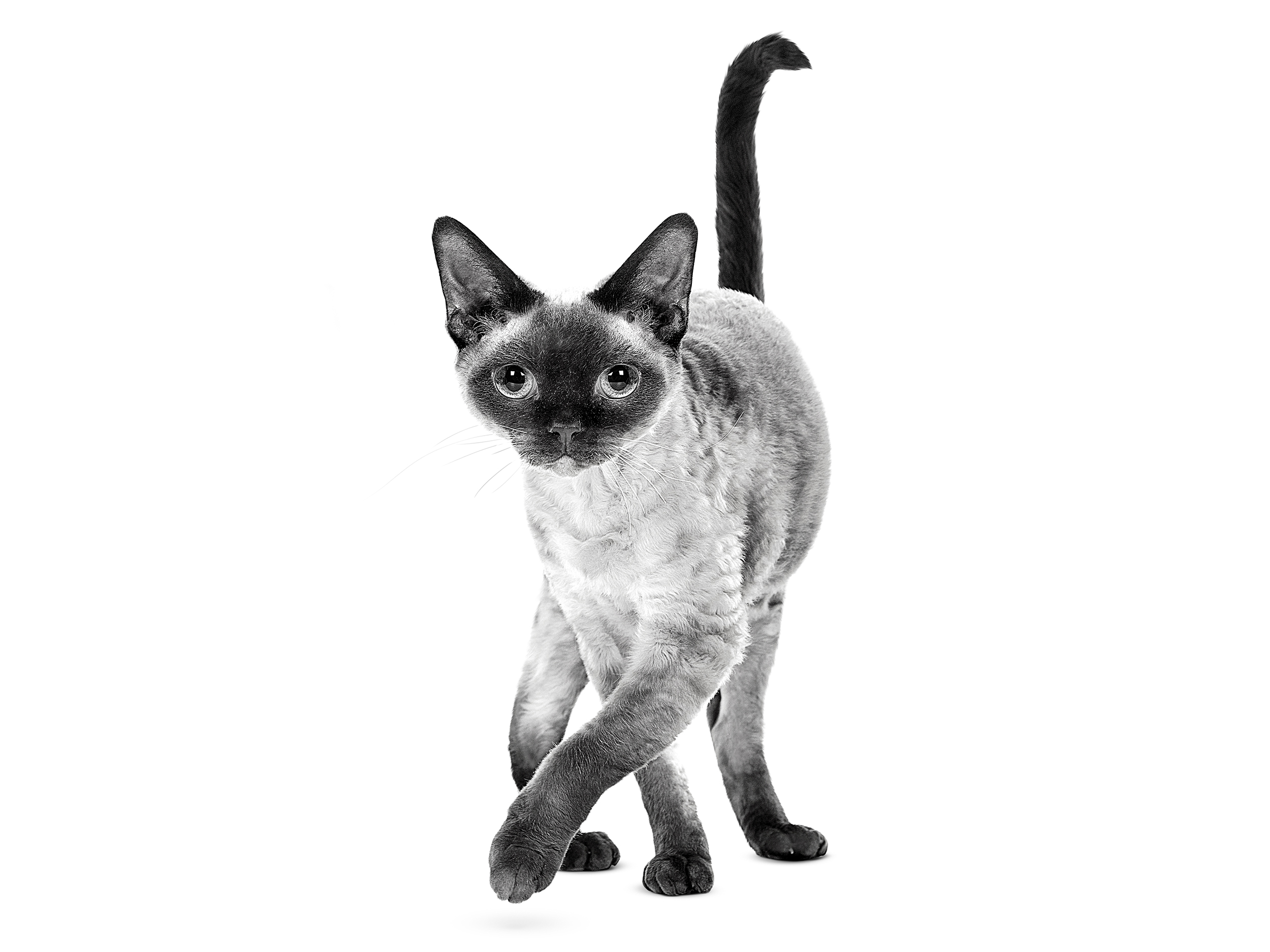 Devon Rex adult in black and white