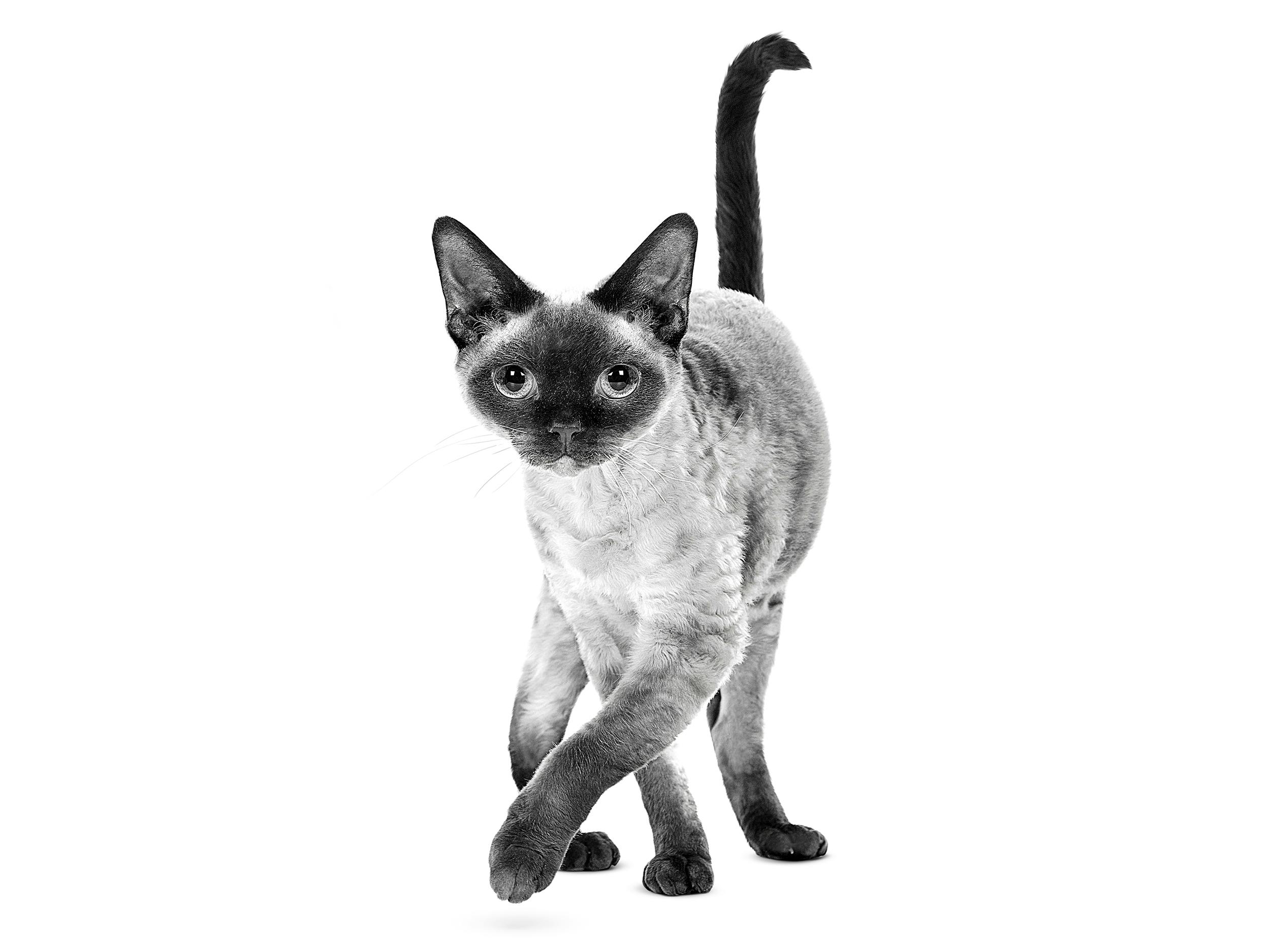 White 2024 devon rex