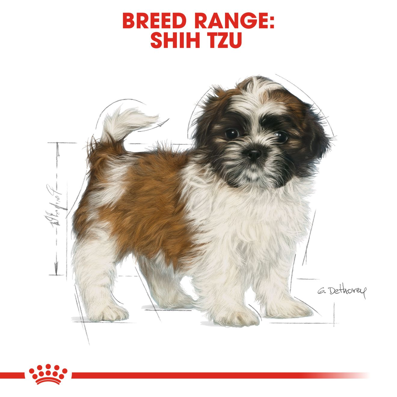 SHIH TZU PUPPY