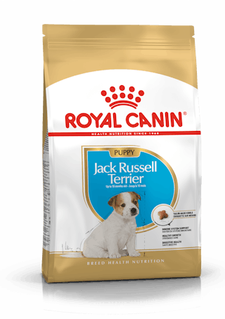 Jack Russell Terrier Puppy
