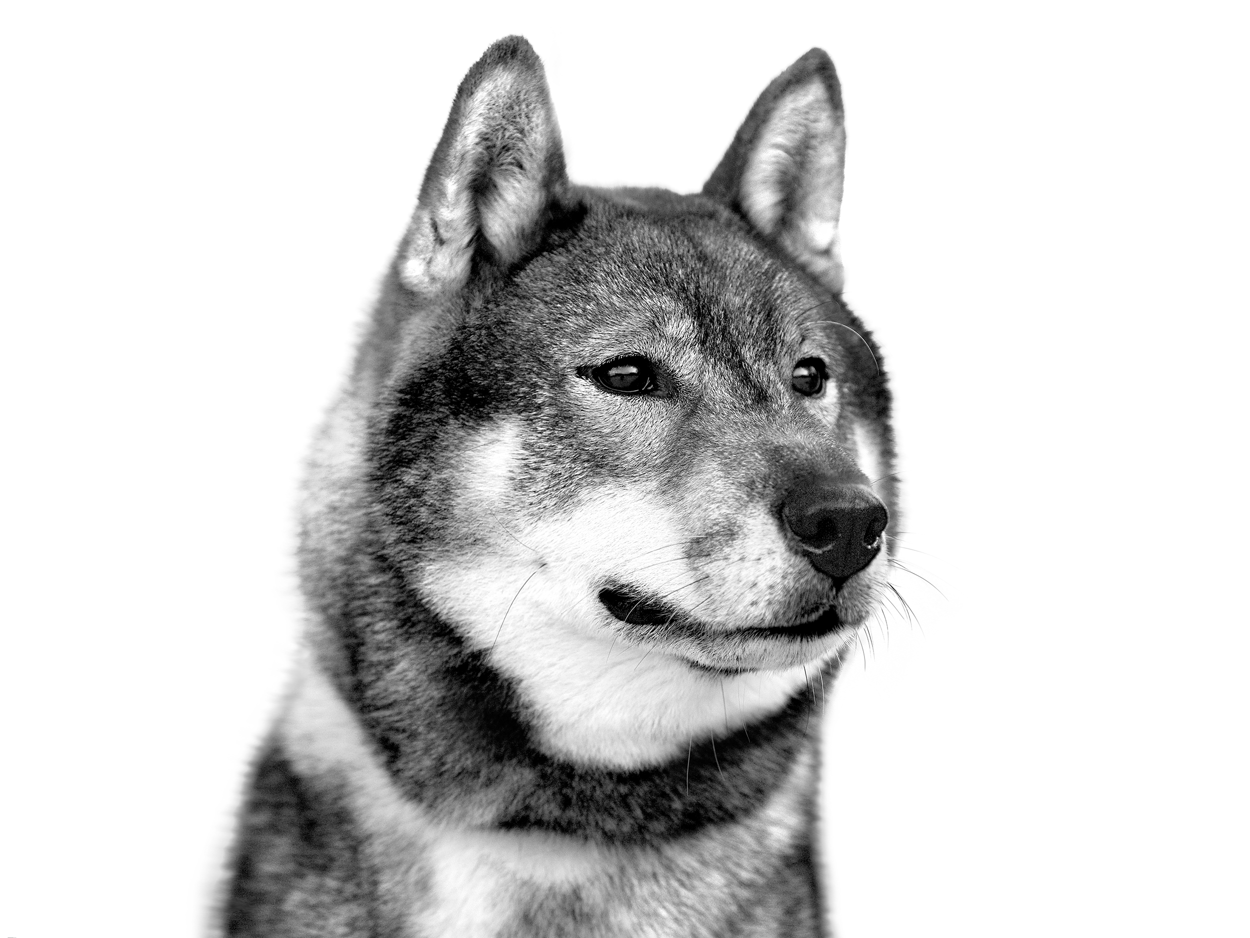 black and white Shikoku adult